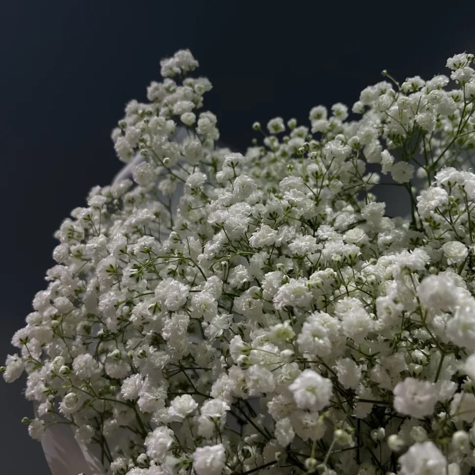 Монобукет  из гипсофилы