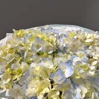 Монобукет из гортензий