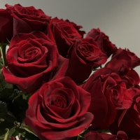 Букет из 25 Эквадорских роз