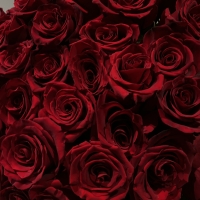 Букет из 51 Эквадорских роз