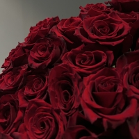 Букет из 51 Эквадорских роз