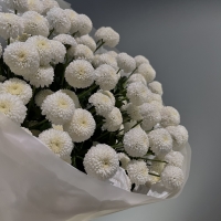 Моно из хризантемы