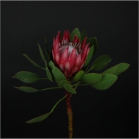 Протея &quot;King Madiba&quot;