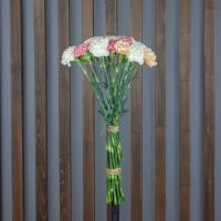 Гвоздика Голландская