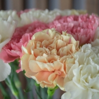 Гвоздика Голландская