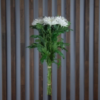 Хризантема Анастасия 