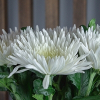 Хризантема Анастасия 