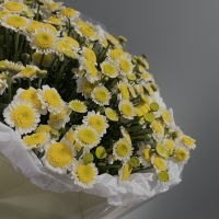 Монобукет из хризантемы Сантини