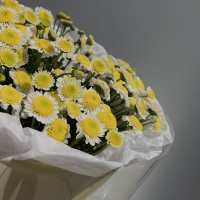 Монобукет из хризантемы Сантини