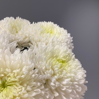 Букет из 5 хризантем