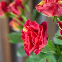 Роза Кустовая