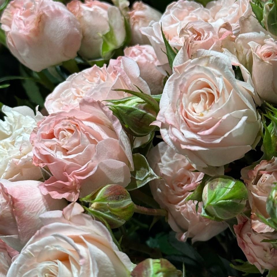 Роза Кустовая Россия (розовая)