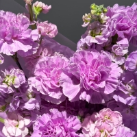 Дуо  букет с маттиолой и диантусами