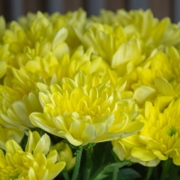 Хризантема Кустовая 