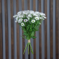 Хризантема Кустовая 