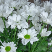 Хризантема Кустовая 