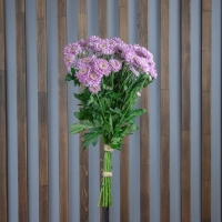 Хризантема Кустовая 