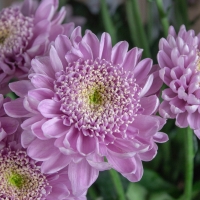 Хризантема Кустовая 