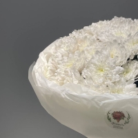 Монобукет из кустовой хризантемы АКЦИЯ