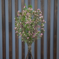 Хамелациум