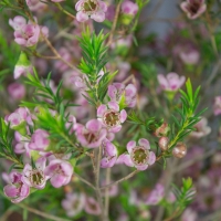 Хамелациум