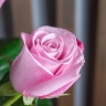 Роза 50 см