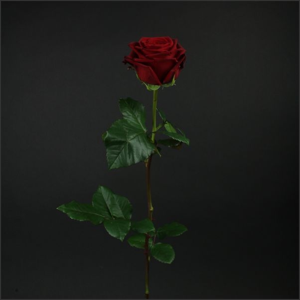 Роза 60 см