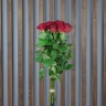 Роза 80 см 