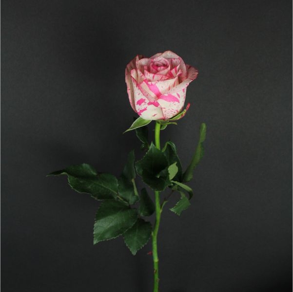 Роза 90 см