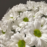 Монобукет из кустовой хризантемы