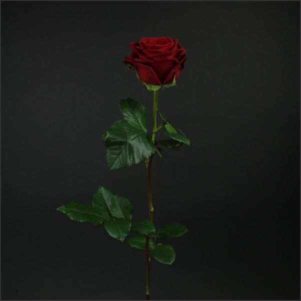 Роза (60см) Эквадор