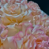 Моно из розы Esperance