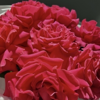 Моно из розы Full Monty