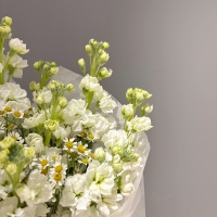 Дуо букет с маттиолой и ромашкой