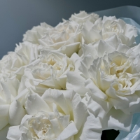 Моно из розы Playa Blanca