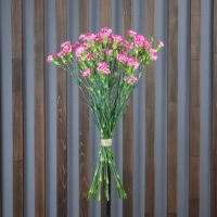 Гвоздика Кустовая