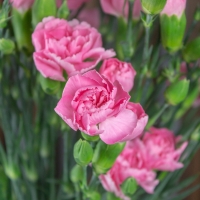 Гвоздика Кустовая