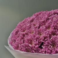 Моно из хризантемы