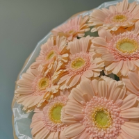 Моно из герберы