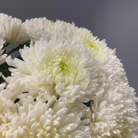 9 белых хризантем