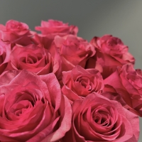 Букет из 15 Эквадорских роз