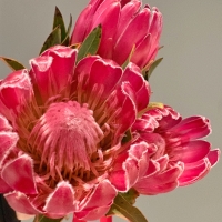 Монобукет из протеи